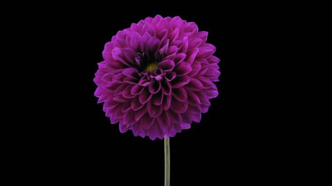 Time-lapse of blooming purple dahlia flower 3a4 in 4K PNG+ format with ALPHA transparency channel isolated on black background

