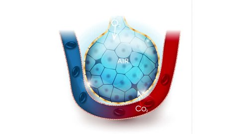 Alveolus closeup anatomy, oxygen and carbon dioxide exchange between alveolus and capillaries, external respiration mechanism.