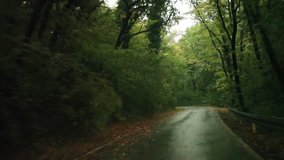drive  car on a rainy day in the woods footage from the cockpit