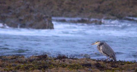Grey Heron at coast with crashing waves. Slow Motion