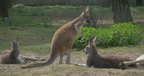 Kangaroo is Scratching Its Back Standing at the Nature in the Zoo, Green Trees and Grass in Park. Other Animals Lie. Kangaroos Are Endemic to Australia. Kangaroos Have Large, Powerful Hind Legs,
