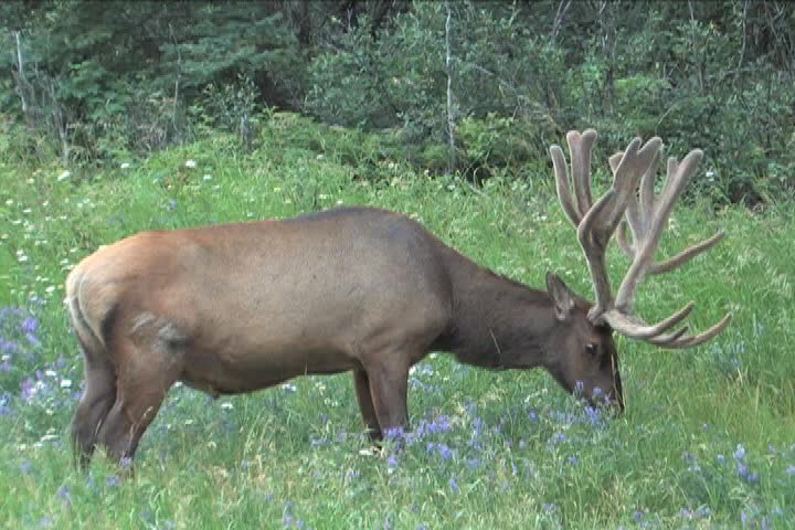 Elk with velvet antlers grazing on summer flowers