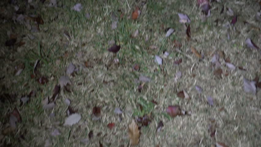 Sasquatch or Bigfoot sighting warning sign