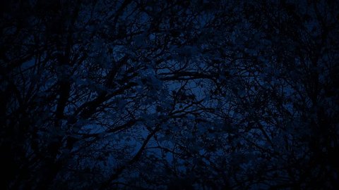 Tree In Breeze At Night