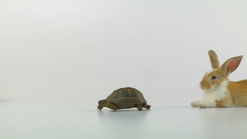Rabbit and tortoise race Stock Video Footage - 4K and HD Video Clips ...