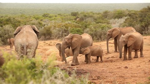 Young elephant calf drinking milk from mother as the family drink around a watering hole in the Addo National Park, Eastern Cape, South Africa