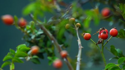 The rose hip, also known as rose haw or rose hep