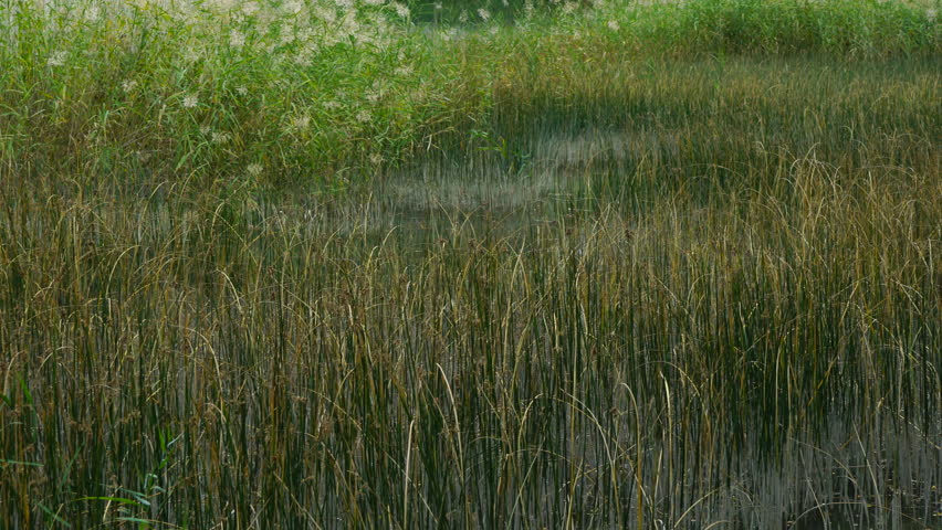 Landscape of a lagoon in autumn