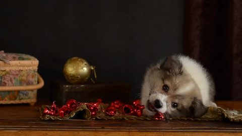 Little puppy chews on Christmas decorations, lying on an antique dresser.