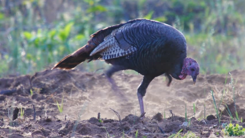 Wild Turkey immature male scratching for food in Chufa field
