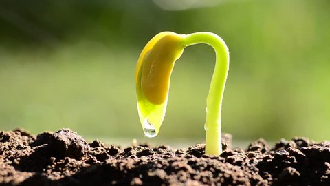 Seedling agriculture and new life concept, Little plant grow over back soil with sunlight and rain water drop