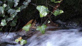 Close up of a little waterfall in front of lvy leavesClose up of a swimming Leaf in a