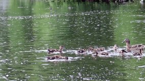 Ducklings at the shore Ekaterinburg, Russia.
