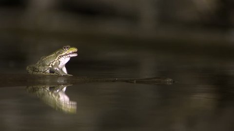 slow-motion wildlife footage in Hungary. frog eating slow motion
