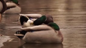 Close up of Mallard Ducks at the Lake