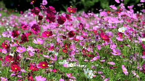 Beautiful cosmos flowers swaying in the breeze 