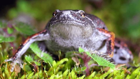 Bassler's Humming Frog (Chiasmocleis bassleri) in the Ecuadorian Amazon