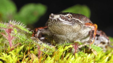 Bassler's Humming Frog (Chiasmocleis bassleri) in the Ecuadorian Amazon