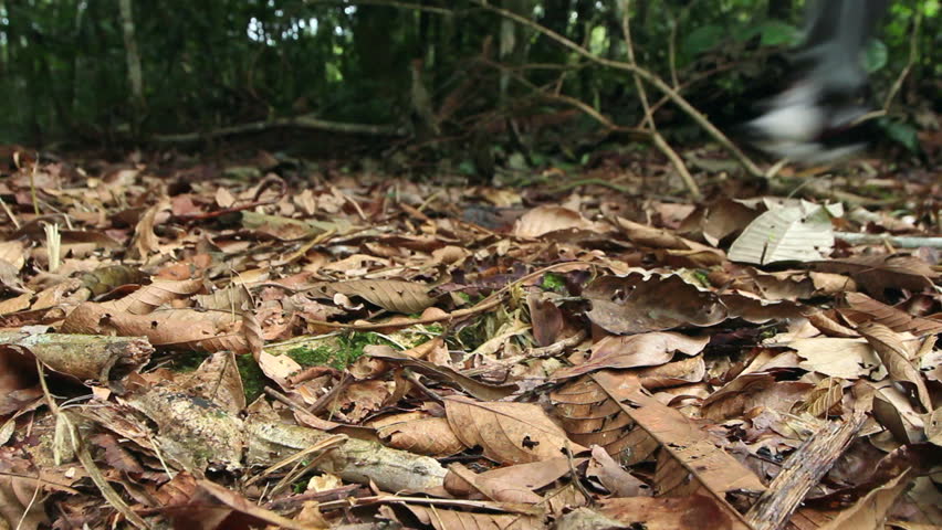 Neotropical snail-eater (Dipsas indica) crawling towards camera in the Ecuadorian Amazon