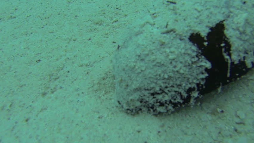 Sea cucumber lifted up and throwed down by the black hand and ejecting his stickyfilaments for self-defence (1/2 real time, 1080p, GoPro, sound)
