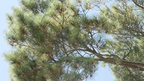 Lodgepole shore pine swings on the wind near sea coast 4K 2160p 30fps UltraHD footage - Twisted tree crown of Pinus contorta and branches against blue sky 3840X2160 UHD video