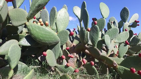  Cactus plant.Ripe fruits (Tuna) at the Opuntia ficus-indica (Indian fig opuntia).