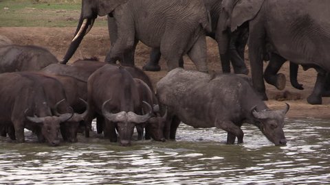 Close up of several cape buffalo drinking at a watering hole in Tanzania, Africa while birds land on them and a group of elephants walks past in the background