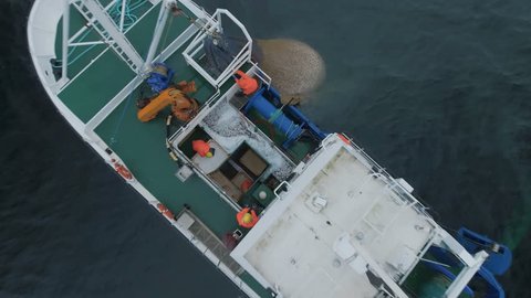 Zoom Out of a Commercial Fishing Ship where People processing the Fish. Top down view. Shot on Phantom 4K UHD Camera.