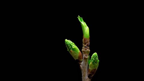 Time-lapse macro leaf bud growing - isolated on black background. Closeup of green twig with leaf buds