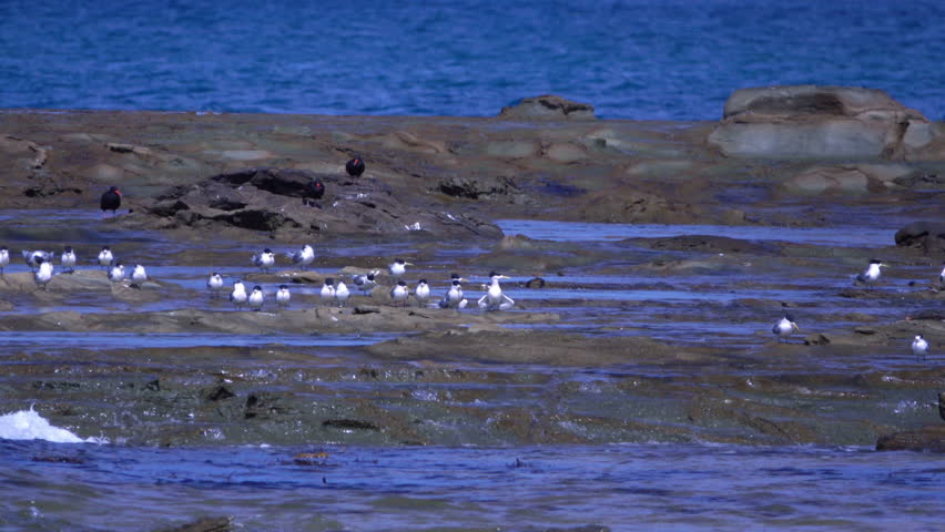 Wonthaggi, Australia: Seagulls on the Rock Pool