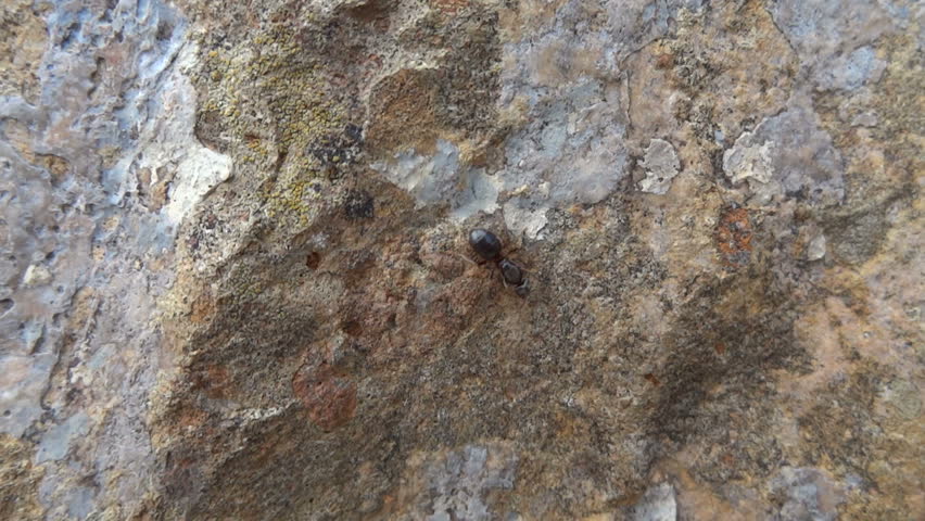 Ant moving on rock.