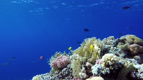Life in the ocean. Tropical fish and coral reefs. Beautiful corals. Underwater life in the ocean.  Minimal video processing. Natural environmental conditions. Coral reef, tropical fish. 
