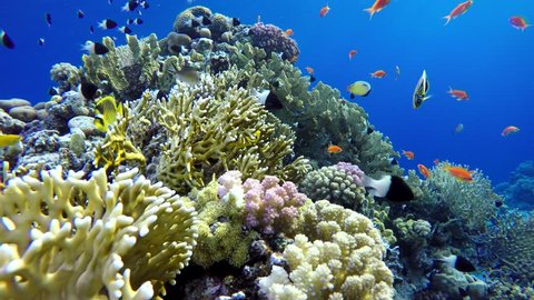 Coral reef, tropical fish. Warm ocean and clear water. Underwater world. Diving and Snorkelling. Coral reef and beautiful fish. Underwater life in the ocean. Tropical fish on coral reefs.