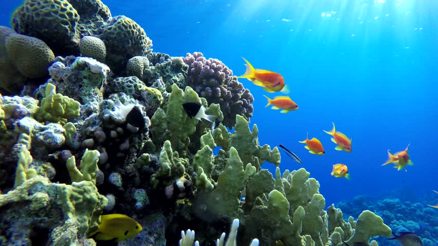 Coral Reef, Tropical Fish. Warm Stock Footage Video (100% Royalty-free ...