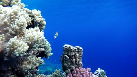 Coral reef, tropical fish. Warm ocean and clear water. Underwater world. Diving and Snorkelling. Life in the ocean. Tropical fish and coral reefs.  Natural environmental conditions.

