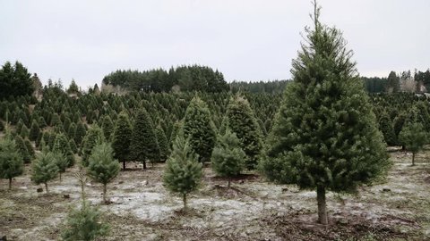 Snow falling at a Christmas tree farm in the country. Snowy holiday scene with Douglas Fir trees at a u-cut family farm.