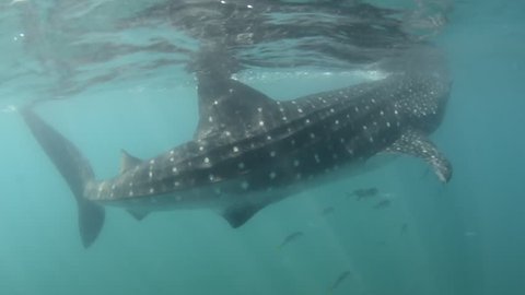 Whale Shark (rhincodon typus), the biggest fish in the ocean, a huge gentle plankton filterer giant,  swimming near the surface. Mexican caribbean.