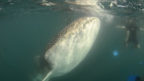 Whale Shark (rhincodon typus), the biggest fish in the ocean, a huge gentle plankton filterer giant,  swimming near the surface. Mexican caribbean.