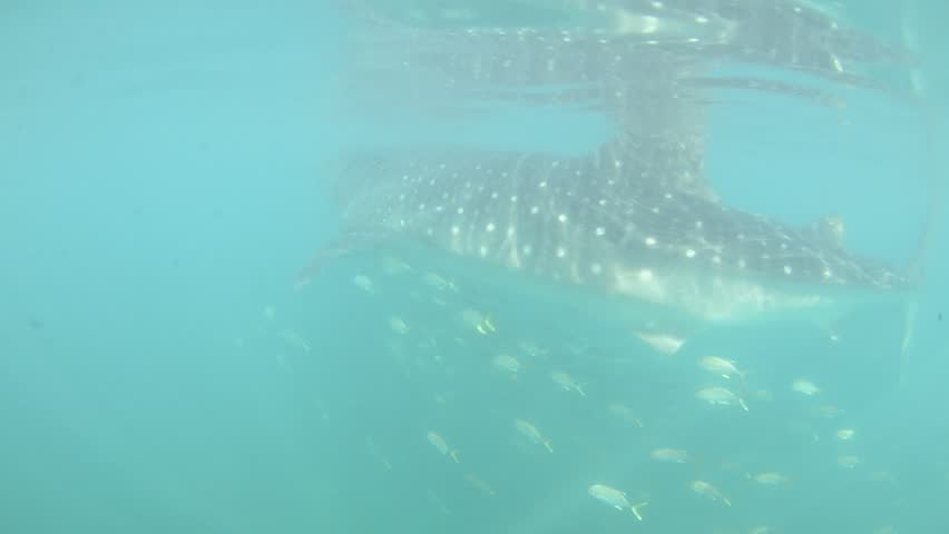 Whale Shark (rhincodon typus), the biggest fish in the ocean, a huge gentle plankton filterer giant,  swimming near the surface. Mexico. | Shutterstock HD Video #21857629