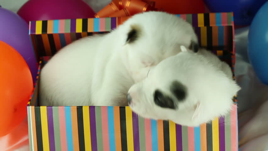 two puppies sitting in a gift box