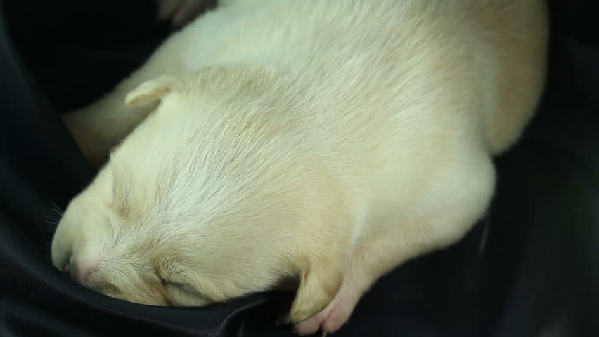 newborn puppy sleeping on black fabric
