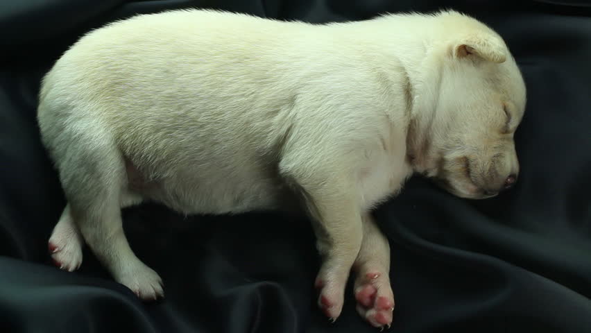 newborn puppy sleeping on black fabric