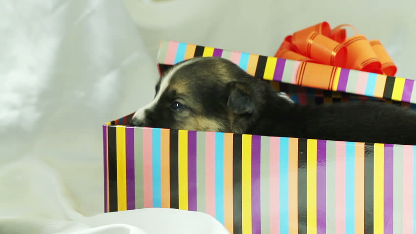 newborn puppy sleeping in a gift box