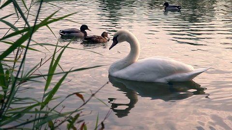 Swan preening its wings. Swan wags its tail. Swan bites a cane. Swan is nibbling the grass at lake. With sound. Dolly, locked down. Nature lake animals birds swans ducks swim reeds summer.
