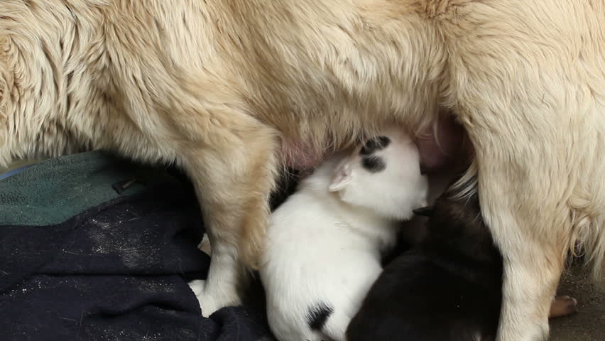 stray dog feeding puppies with milk