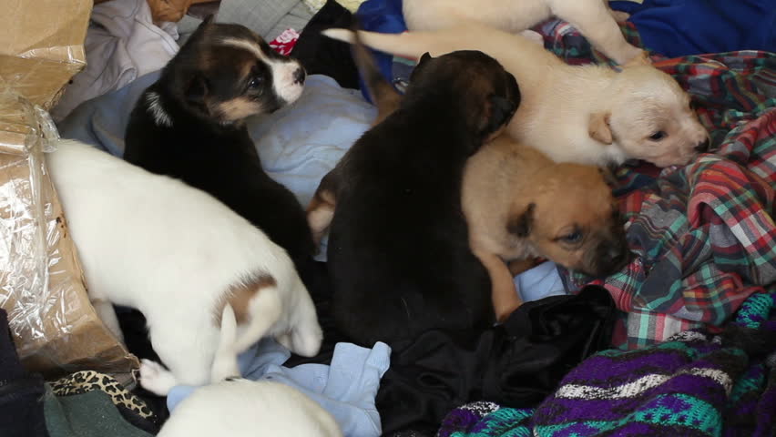 homeless puppies climb on clothes