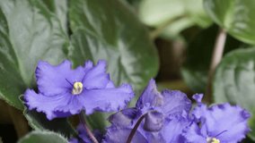 Close-up of Saintpaulias African violet flower 4K 2160p 30fps UltraHD tilting footage - Beautiful purple plant Saintpaulia ionantha bud and leaves 3840X2160 UHD slow tilt video