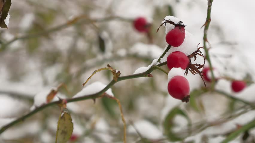 wild rose red berry bush and berries covered with snow winter frost nature