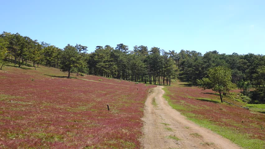 Pink grass on the hill with pine tree forest 