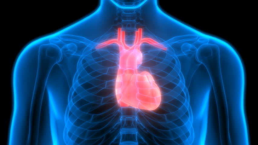 Human Body Organs (heart Anatomy). Stock Footage Video (100% Royalty